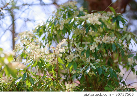 阿塞比花 阿塞比花 90737506