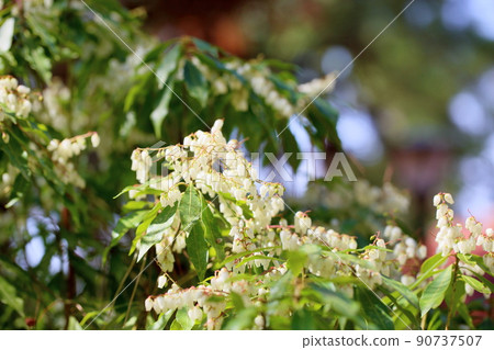 阿塞比花 阿塞比花 90737507
