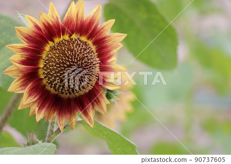 Sun Flower Sun Flower 90737605