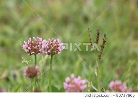 Red clover 90737606