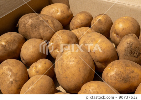 Harvested potatoes 90737612
