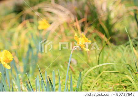 水仙花花 90737645