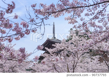 Scenery of the five-storied pagoda seen through the cherry blossoms in full bloom @ Nara Scenery of the five-storied pagoda seen through the cherry blossoms in full bloom @ Nara 90737793