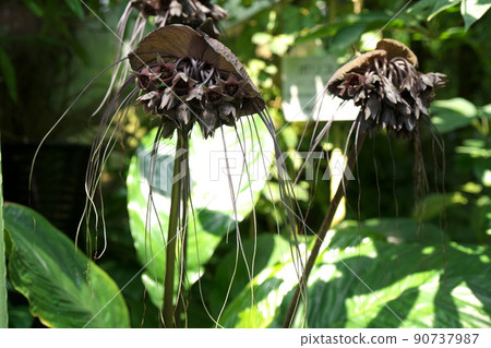 Devil flower flower 90737987