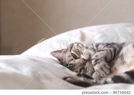 貓躺在床上，上身向上 90738082