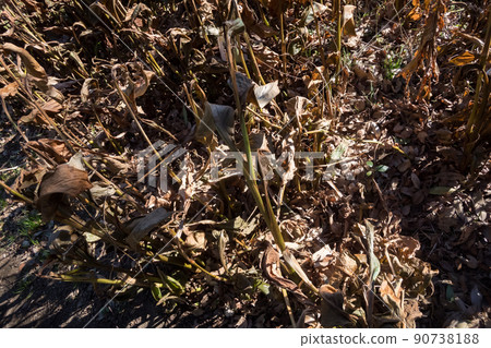 withered grass, grass, grasses 90738188