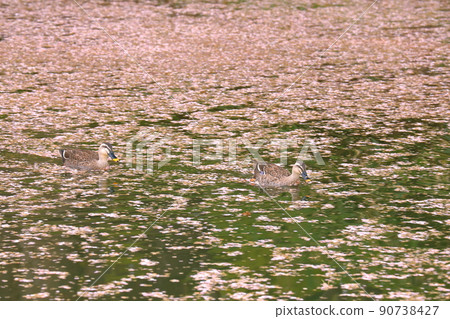 Hirosaki Park, Shimoshiroganecho, Hirosaki City, Aomori Prefecture Hirosaki Park, Shimoshiroganecho, Hirosaki City, Aomori Prefecture 90738427