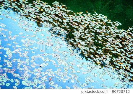 Water Lily leaves in a lake in fall Water Lily leaves in a lake in fall 90738713