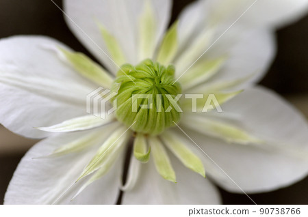 Vine Clematis Shiromanju Vine Clematis Shiromanju 90738766