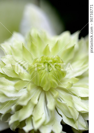 Vine Clematis Shiromanju Vine Clematis Shiromanju 90738771