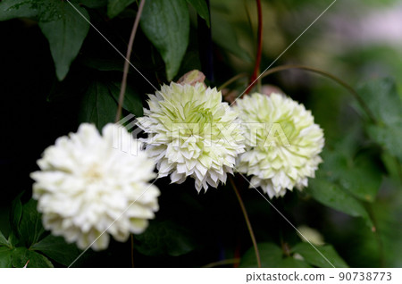 Vine Clematis Shiromanju Vine Clematis Shiromanju 90738773