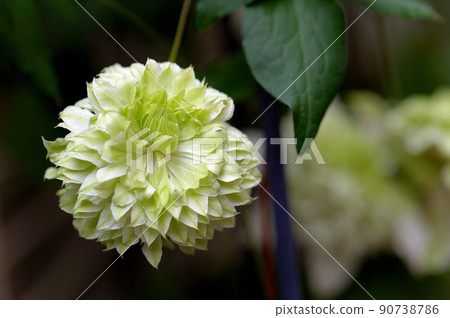 Vine Clematis Shiromanju Vine Clematis Shiromanju 90738786