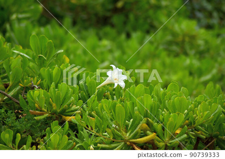 Easter lilies blooming along the coast Easter lilies blooming along the coast 90739333