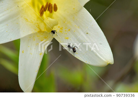 Ants collecting lily nectar Ants collecting lily nectar 90739336