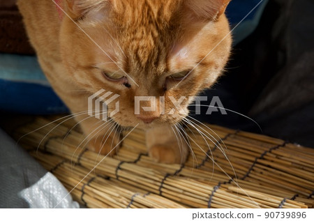 探索陽台的貓 探索陽台的貓 90739896