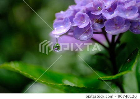 水滴中的繡球花 水滴中的繡球花 90740120