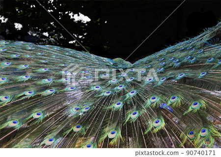 看著背後展開翅膀的孔雀,翅膀的紋路彷彿流水一般 看著背後展開翅膀的孔雀,翅膀的紋路彷彿流水一般 90740171