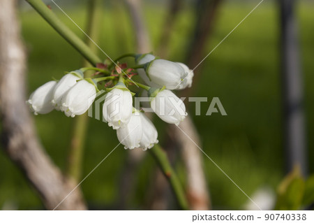 藍莓花 藍莓花 90740338
