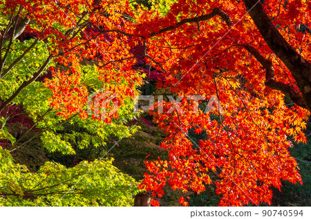 Autumn leaves at Keisokuji Temple in Kinomoto-cho, Shiga Prefecture Autumn leaves at Keisokuji Temple in Kinomoto-cho, Shiga Prefecture 90740594