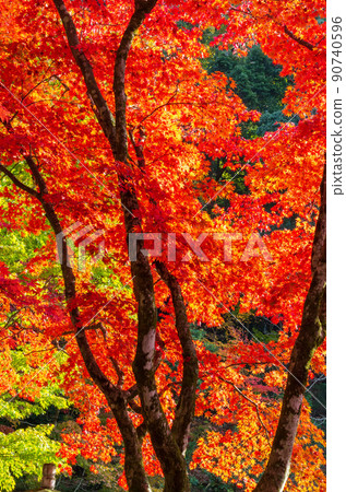 Autumn leaves at Keisokuji Temple in Kinomoto-cho, Shiga Prefecture Autumn leaves at Keisokuji Temple in Kinomoto-cho, Shiga Prefecture 90740596