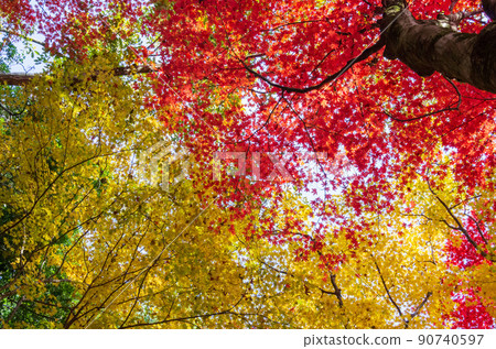 Autumn leaves at Keisokuji Temple in Kinomoto-cho, Shiga Prefecture 90740597