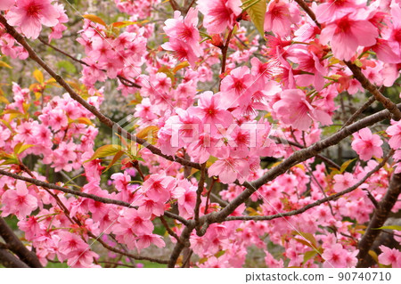 Hirosaki Park, Shimoshiroganecho, Hirosaki City, Aomori Prefecture, Yokohama Scarlet Sakura in Hirosaki Castle Hirosaki Park, Shimoshiroganecho, Hirosaki City, Aomori Prefecture, Yokohama Scarlet Sakura in Hirosaki Castle 90740710