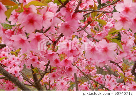Hirosaki Park, Shimoshiroganecho, Hirosaki City, Aomori Prefecture, Yokohama Scarlet Sakura in Hirosaki Castle Hirosaki Park, Shimoshiroganecho, Hirosaki City, Aomori Prefecture, Yokohama Scarlet Sakura in Hirosaki Castle 90740712