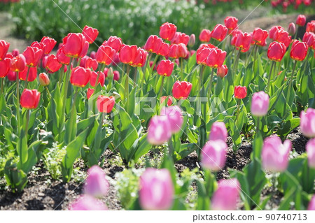 Tulip's flower bed 90740713