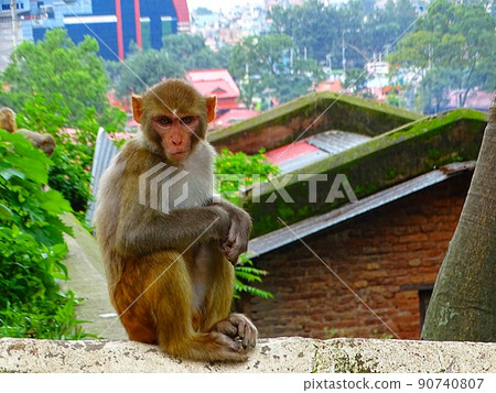 Monkeys I saw in Nepal 90740807