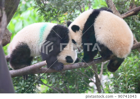 Baby twin panda playing with friends on a branch Baby twin panda playing with friends on a branch 90741043