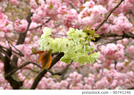 Hirosaki Park, Shimoshiroganecho, Hirosaki City, Aomori Prefecture 90741246