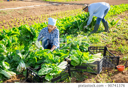 Woman collects crop of chard along with other workers on field Woman collects crop of chard along with other workers on field 90741376