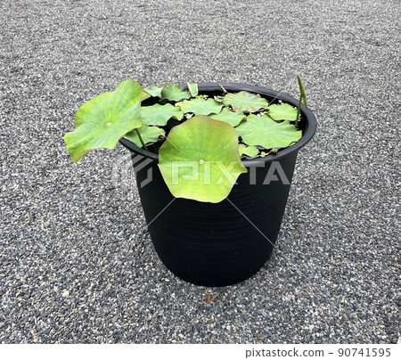 Lotus bucket cultivation 90741595