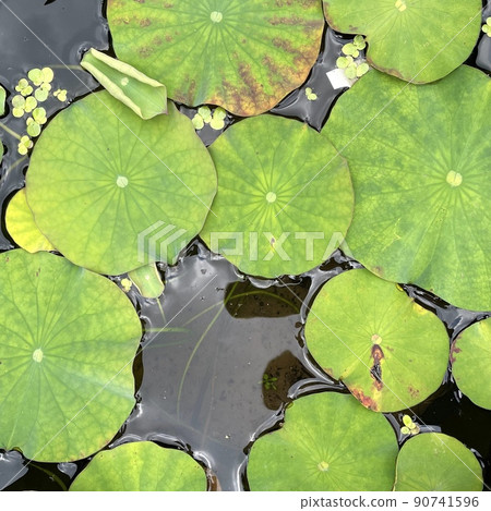 蓮花葉子漂浮在水面上 90741596