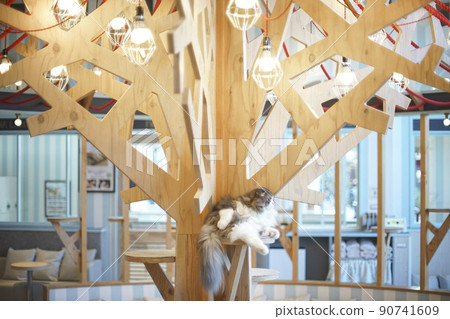 Cat Café Cat Climbing a Cat Tower 90741609