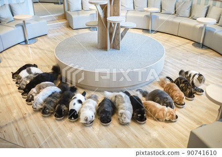 Cat cafe cats' rice time 90741610