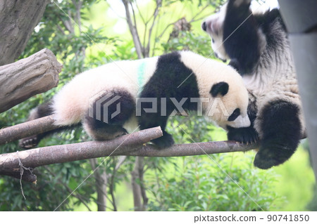 雙胞胎熊貓寶寶在樹枝上和朋友玩耍 90741850