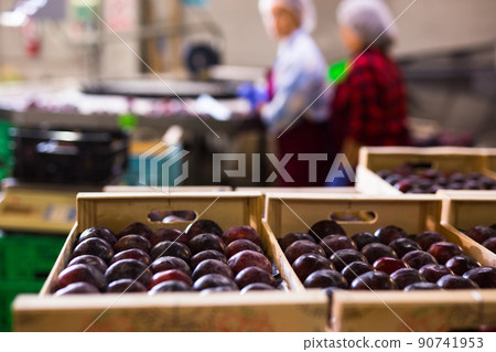 Ripe purple plums in the the wooden crates Ripe purple plums in the the wooden crates 90741953