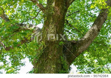 Maplefish Maplefish 90742064