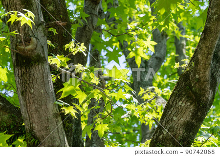 Maplefish Maplefish 90742068