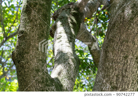 Bayberry: Bayberry (Myricaceae, Myricaceae) 90742277