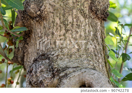 楊梅：楊梅（楊梅科、楊梅科） 90742278