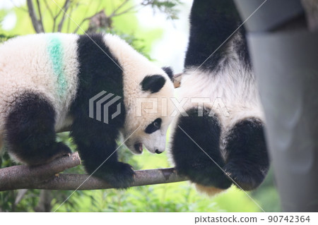 Baby twin panda playing with friends on a branch Baby twin panda playing with friends on a branch 90742364