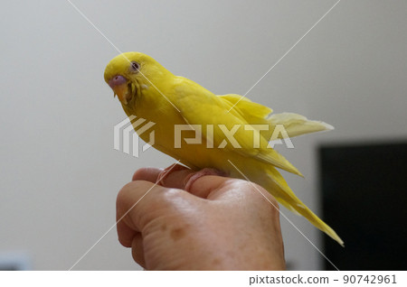 Budgerigar to get on Budgerigar to get on 90742961