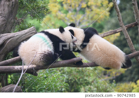Baby twin panda playing on a branch Baby twin panda playing on a branch 90742985
