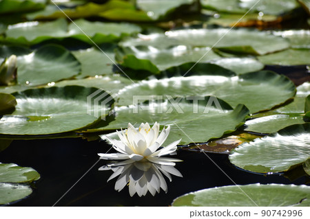 White water lily flower reflected on the surface of the water White water lily flower reflected on the surface of the water 90742996