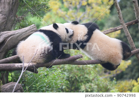 小熊貓在樹枝上玩耍 小熊貓在樹枝上玩耍 90742998