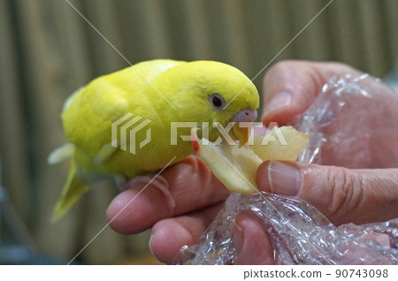 虎皮鸚鵡吃蘋果 90743098