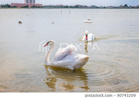 A large flock of graceful white swans swims in the lake., swans in the wild A large flock of graceful white swans swims in the lake., swans in the wild 90743209