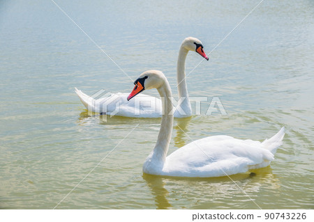 Two Graceful white Swans swimming in the lake, swans in the wild Two Graceful white Swans swimming in the lake, swans in the wild 90743226